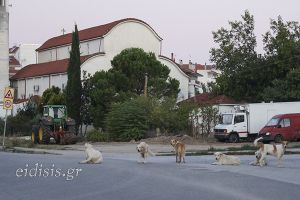 Αδέσποτα σε ημιάγρια κατάσταση στο Κιλκίς