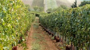 Αμπελουργική ανάπτυξη στο Κιλκίς: Αύξηση παραγωγής κατά 40% και ποιότητα με σφραγίδα ΠΟΠ