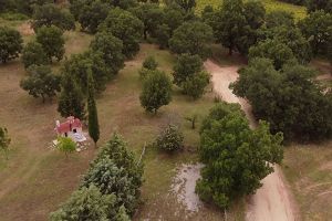 Το Δασαρχείο οφείλει να δώσει απαντήσεις για το δάσος του Πεδινού