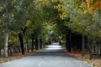 Η δασική γη βρήκε την αξία της