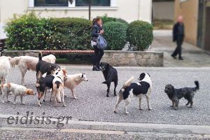 Συγκρότηση Επιτροπής στο Δήμο Παιονίας για την παρακολούθηση του Προγράμματος Διαχείρισης αδέσποτων ζώων