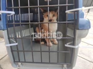 Θεσσαλονίκη: Γατάκι εγκλωβίστηκε σε χώρο ανασκαφής αρχαιολογικών ευρημάτων – Έχει σπάσει το προστατευτικό πλεξιγκλάς (ΒΙΝΤΕΟ &amp; ΦΩΤΟ)