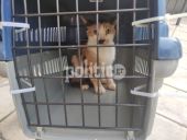 Θεσσαλονίκη: Γατάκι εγκλωβίστηκε σε χώρο ανασκαφής αρχαιολογικών ευρημάτων – Έχει σπάσει το προστατευτικό πλεξιγκλάς (ΒΙΝΤΕΟ &amp; ΦΩΤΟ)