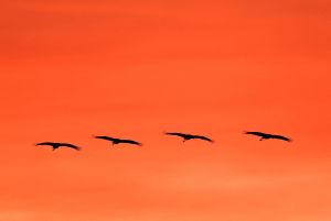 Δεύτερος θάνατος στις ΗΠΑ από τη γρίπη των πτηνών