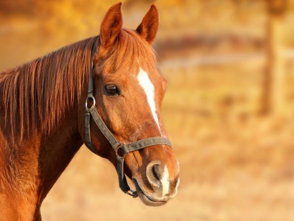 Θεσσαλονίκη: Τριάντα άλογα θα καλπάσουν αύριο στο κέντρο της πόλης