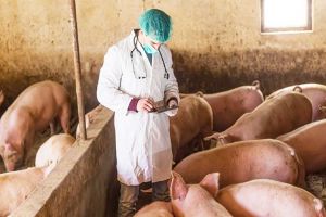 Επαγρύπνηση σε Κιλκίς και Σέρρες για την αφρικανική πανώλη των χοίρων