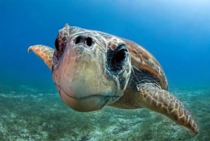 Η Ελλάδα 3η φορά στο εδώλιο για την Caretta caretta