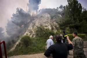 Ηλεία: Σοβαρές οι ζημιές σε ελαιόδεντρα από τις πυρκαγιές