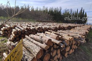 Εκατοντάδες άρρωστα πεύκα κόπηκαν στο Λόφο της Μάχης του Κιλκίς