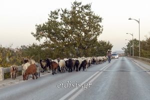 Αφού περνούν τα πρόβατα... τι θέλουν και φωνάζουν