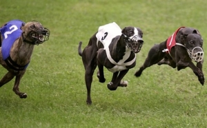 Αυστραλία: Στο φως οι βάρβαρες μέθοδοι εκπαίδευσης στις κυνοδρομίες