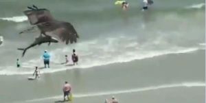 ΗΠΑ: Η στιγμή που αετός αρπάζει με τα νύχια του ψάρι από τη θάλασσα