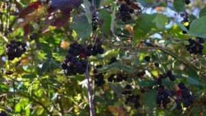 Εcovariety: Διαδραστικός χάρτης 744 διασωθέντων τοπικών, παραδοσιακών ποικιλιών οπωροφόρων δέντρων