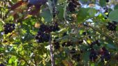 Εcovariety: Διαδραστικός χάρτης 744 διασωθέντων τοπικών, παραδοσιακών ποικιλιών οπωροφόρων δέντρων