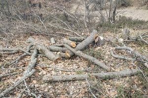 Ρήμαξε το δάσος των Κρουσίων αλλά έπεσε στα δίχτυα του Δασαρχείου Κιλκίς