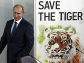 Υποπτες για επιθέσεις σε οικόσιτα ζώα στην Κίνα οι τίγρεις του Πούτιν