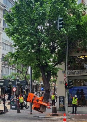 Το κομμένο δέντρο της Θεσσαλονίκης