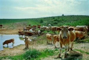 Συνήγορος Πολίτη: Σοβαρές ενστάσεις για το σχέδιο νόµου «Βοσκήσιµες Γαίες»