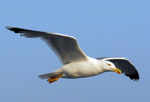 Βέλγιο: Drones και ψεύτικα αυγά εναντίον γλάρων