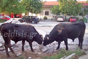 Καυτερές πιπεριές και αναρχοαυτόνομες αγελάδες!