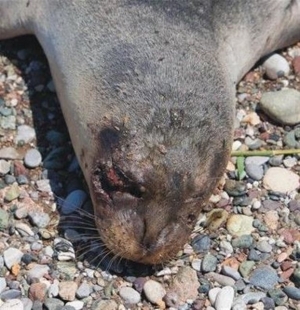 Με δυναμίτη σκότωσαν φώκια στη Σάμο