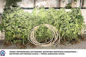 Από αστυνομικούς του Κιλκίς εντοπίστηκε φυτεία δενδρυλλίων κάνναβης στις Σέρρες