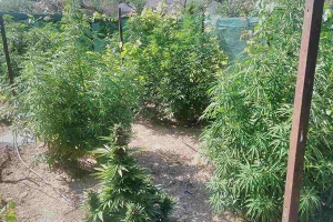 Συνελήφθη 56χρονος για κατοχή και καλλιέργεια κάνναβης