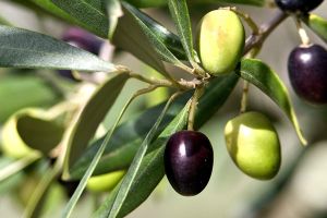 Υποχρεωτική καταχώρηση ελαιοτεμαχίων στο Ελαιοκομικό Μητρώο