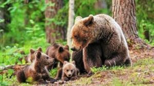 Διαδικτυακά Χριστούγεννα στο Δήμο Παύλου Μελά με τις αρκούδες και τους λύκους