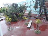 Θεσσαλονίκη: Μεγάλο πεύκο έπεσε σε αυλή σχολείου στη Χαριλάου