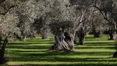 Η έξυπνη γεωργία… στην τσέπη των αγροτών