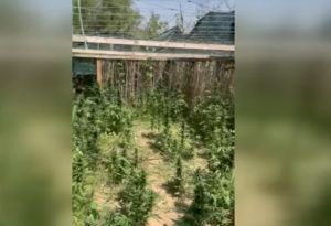 Θεσσαλονίκη: Καλλιεργούσε 99 δενδρύλλια κάνναβης σε υπαίθριο χώρο – Συνελήφθη από την ΕΛ.ΑΣ. (vid)