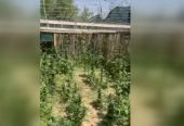 Θεσσαλονίκη: Καλλιεργούσε 99 δενδρύλλια κάνναβης σε υπαίθριο χώρο – Συνελήφθη από την ΕΛ.ΑΣ. (vid)