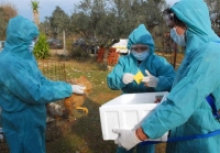 Καταγράφηκε κρούσμα γρίπης των πτηνών σε μονάδα οικόσιτων πουλερικών