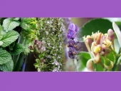 Χάραξη εθνικής στρατηγικής στον τομέα  των αρωματικών και φαρμακευτικών φυτών