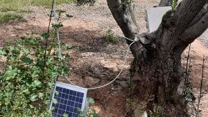 Ανατρεπτικό πρωτόκολλο παραγωγής αγουρέλαιου Χαλκιδικής