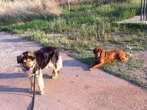 Απάντηση του Φιλοζωικού Σωματείου Κιλκίς