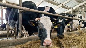 Βουλγαρία: Αλματώδης αύξηση άνω του 20% στις βιολογικές φάρμες