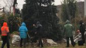 Έλατο από την Ιταλία μεταφυτεύτηκε μπροστά από το κτίριο της Περιφέρειας Κεντρικής Μακεδονίας