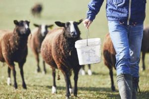 Υποχρεωτικά Μέτρα για τη βιοασφάλεια στις κτηνοτροφικές εκμεταλλεύσεις στην Π.Ε. Κιλκίς