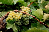 Οργή από τους οινοπαραγωγούς για τον φόρο στο κρασί