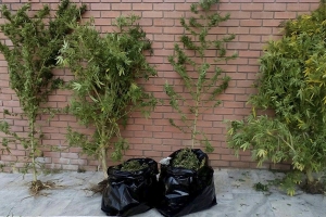 Συνελήφθη 58χρονος στο Κιλκίς για καλλιέργεια κάνναβης