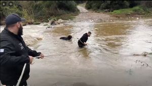 Εντυπωσιακή διάσωση δύο τσομπανόσκυλων από βράχους σε ποταμό της Χαλκιδικής