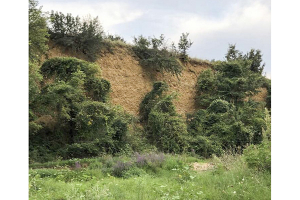 Τo γιάριν της Τερπύλλου (γιάριν = πλαγιά, εδώ κάθετο νεροφάγωμα όχθης χειμάρρου)