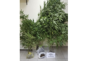 Με αποξηραμένο και τρία δενδρύλλια χασίς