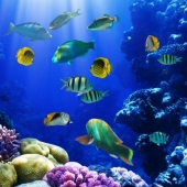 WWF: Στα 24 τρισ. δολάρια ο πλούτος των θαλασσών