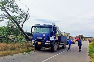 Κοπή επικίνδυνων δέντρων στον οδικό άξονα Ευκαρπία - Γερακαριό από την Π.Ε. Κιλκίς