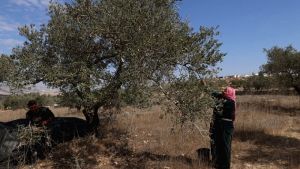 Εκρίζωση ελαιόδεντρων στην Δυτική Όχθη: Ανησυχία για τις συνέπειες ###