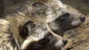 Θεσσαλονίκη: Πρόστιμο 30.000 σε άνδρα που σκότωσε αδέσποτο σκύλο όταν αυτός του επιτέθηκε (ΒΙΝΤΕΟ)