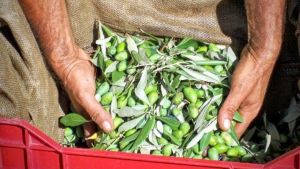 Χαλκιδική: Μετ’ εμποδίων η συγκομιδή επιτραπέζιας ελιάς